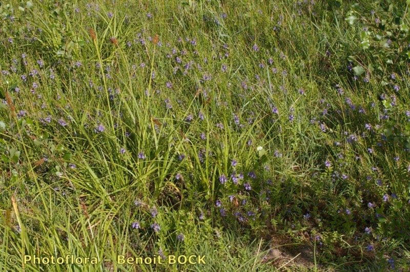 Scutellaria hastata 6