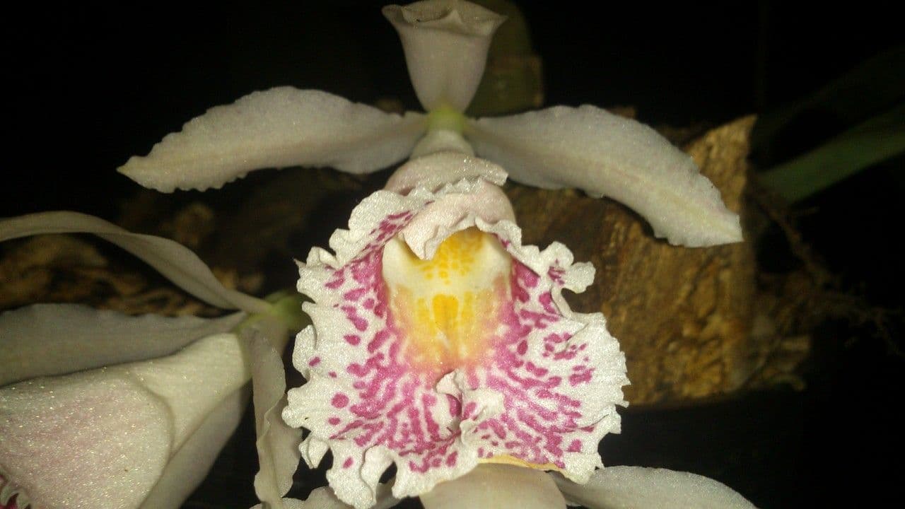 Trichopilia profumata 2