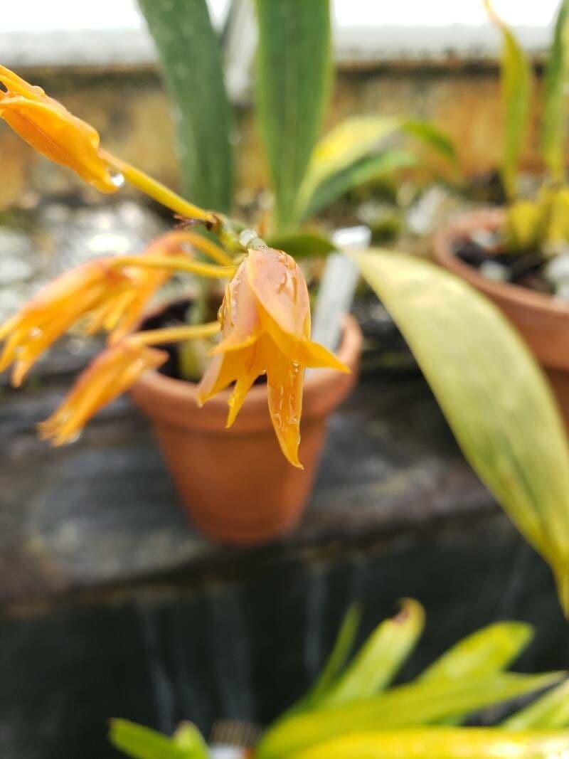 Bifrenaria