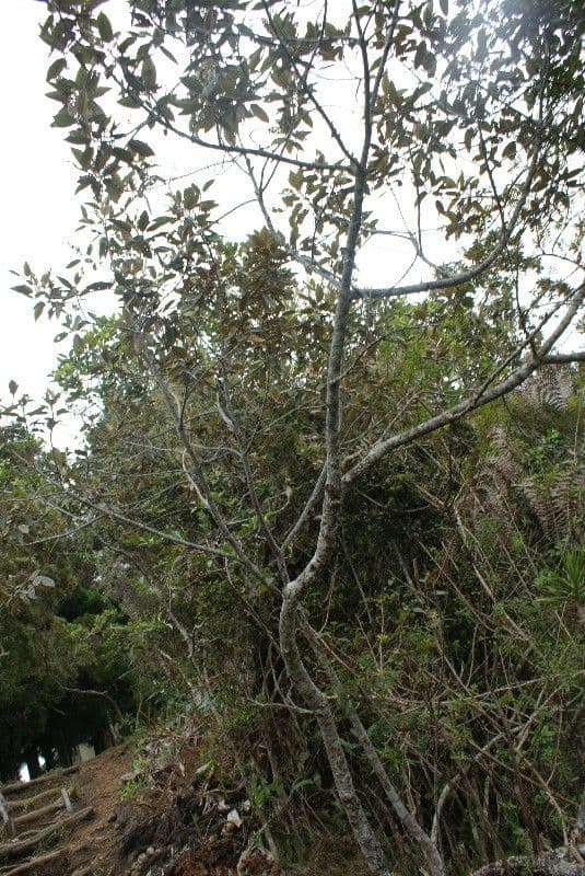 Dombeya 11