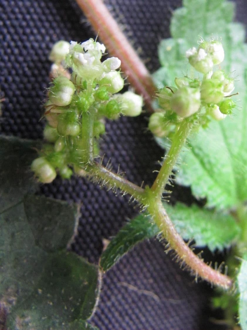 Laportea aestuans