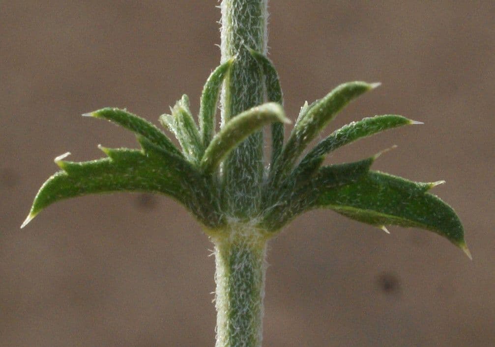 Sideritis hirsuta 17
