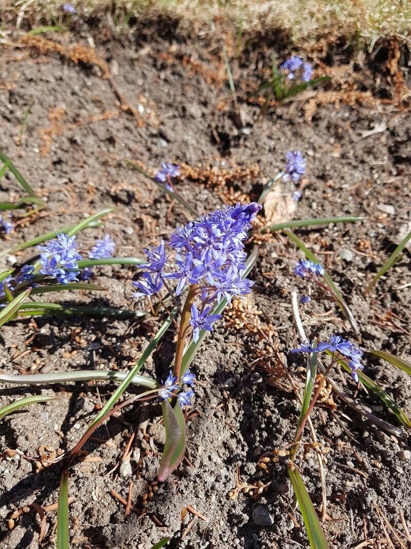 Scilla dalmatica 4