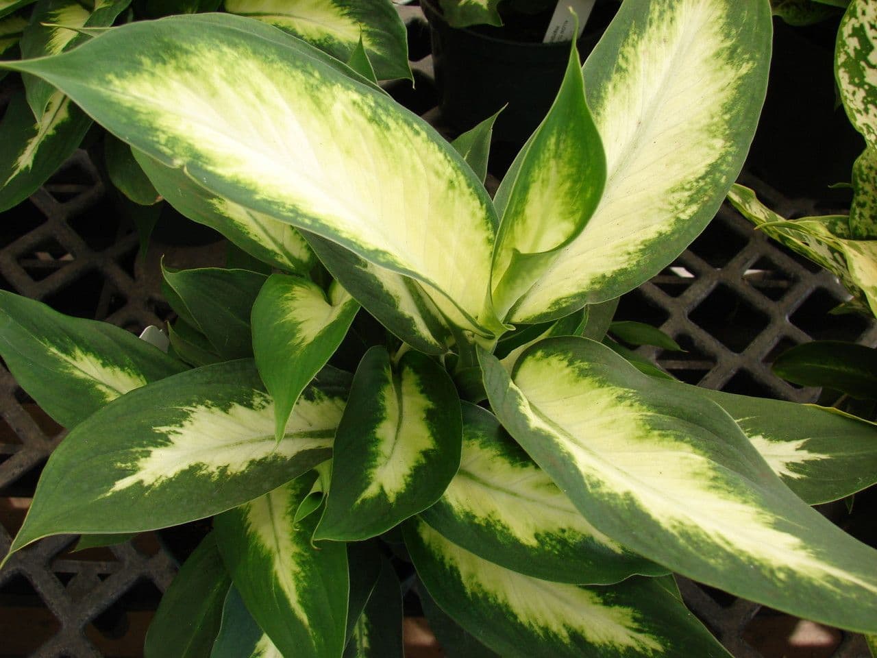 Dieffenbachia 11