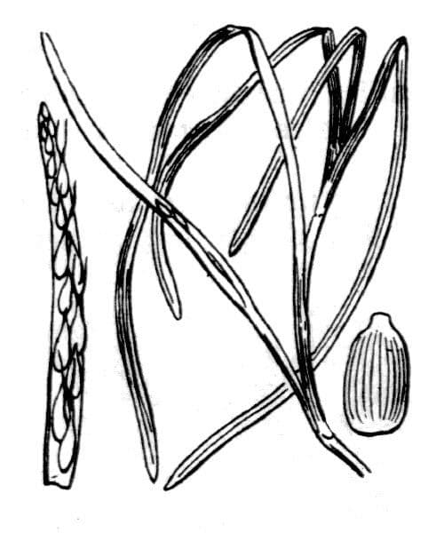Zostera marina 21