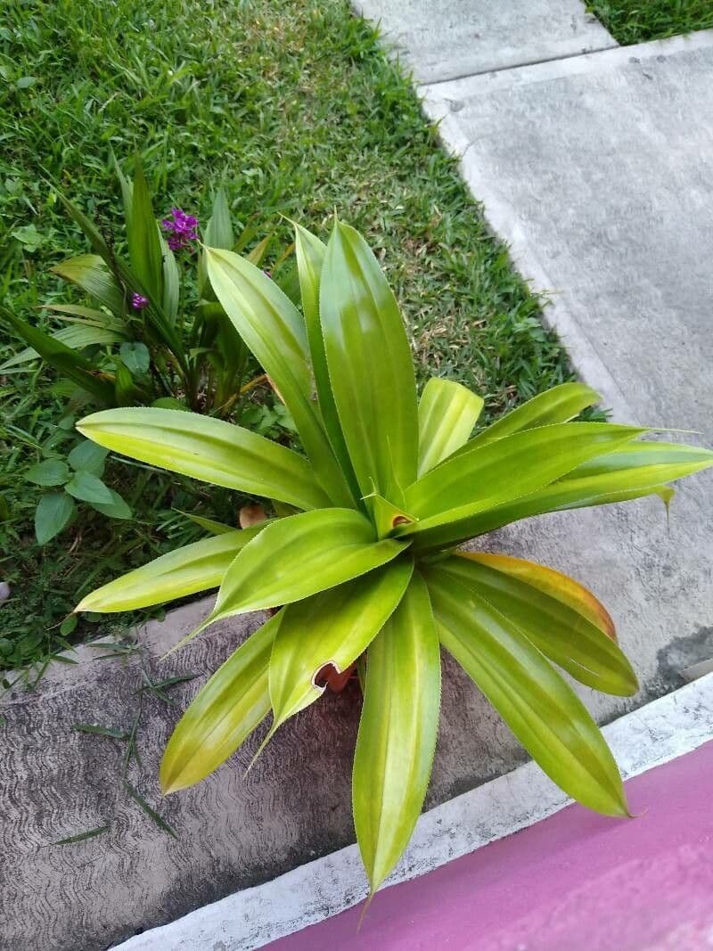 Pandan 5