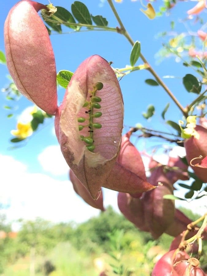 Vesicaria 8
