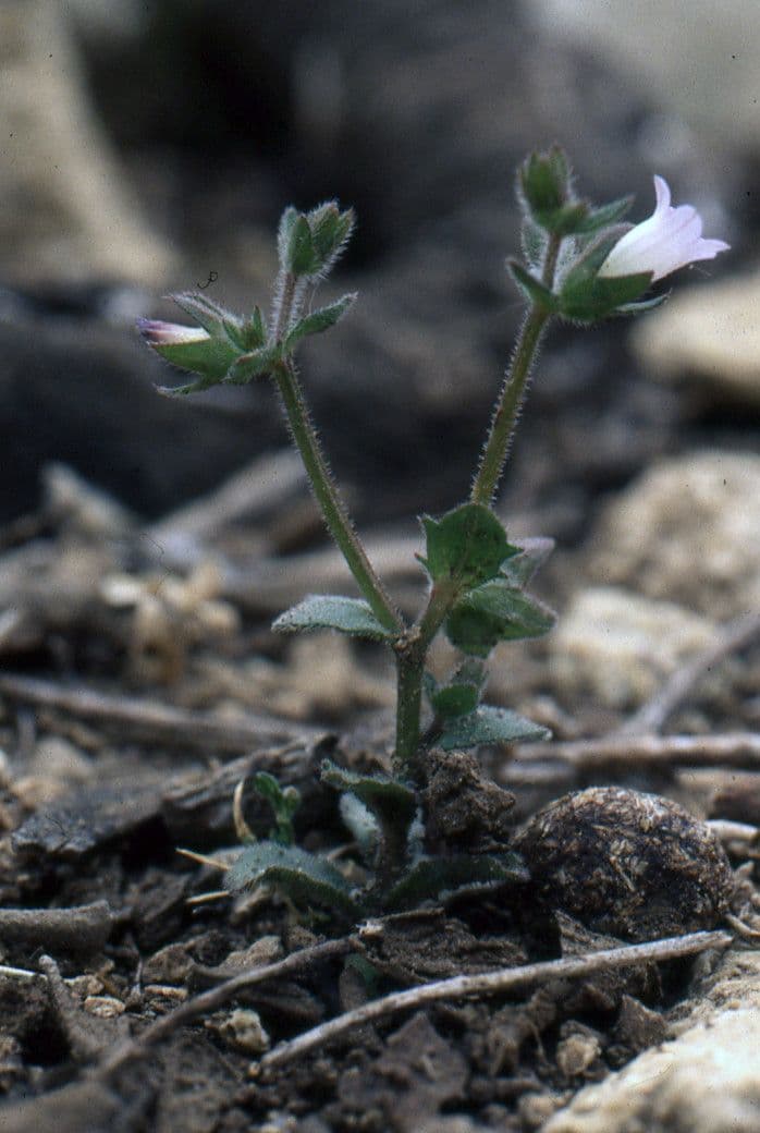 Campanula erinus 11