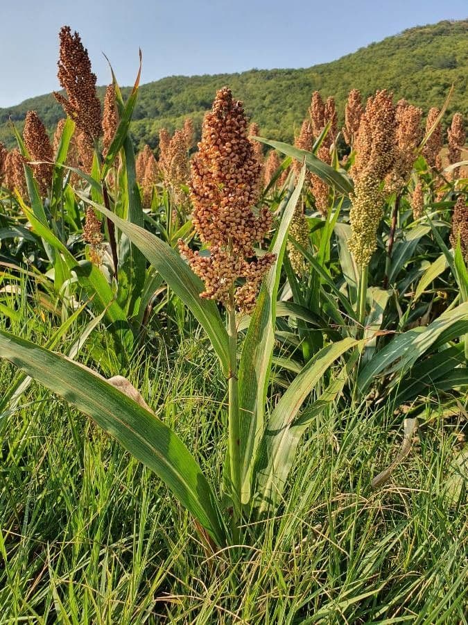 Sorgo 15