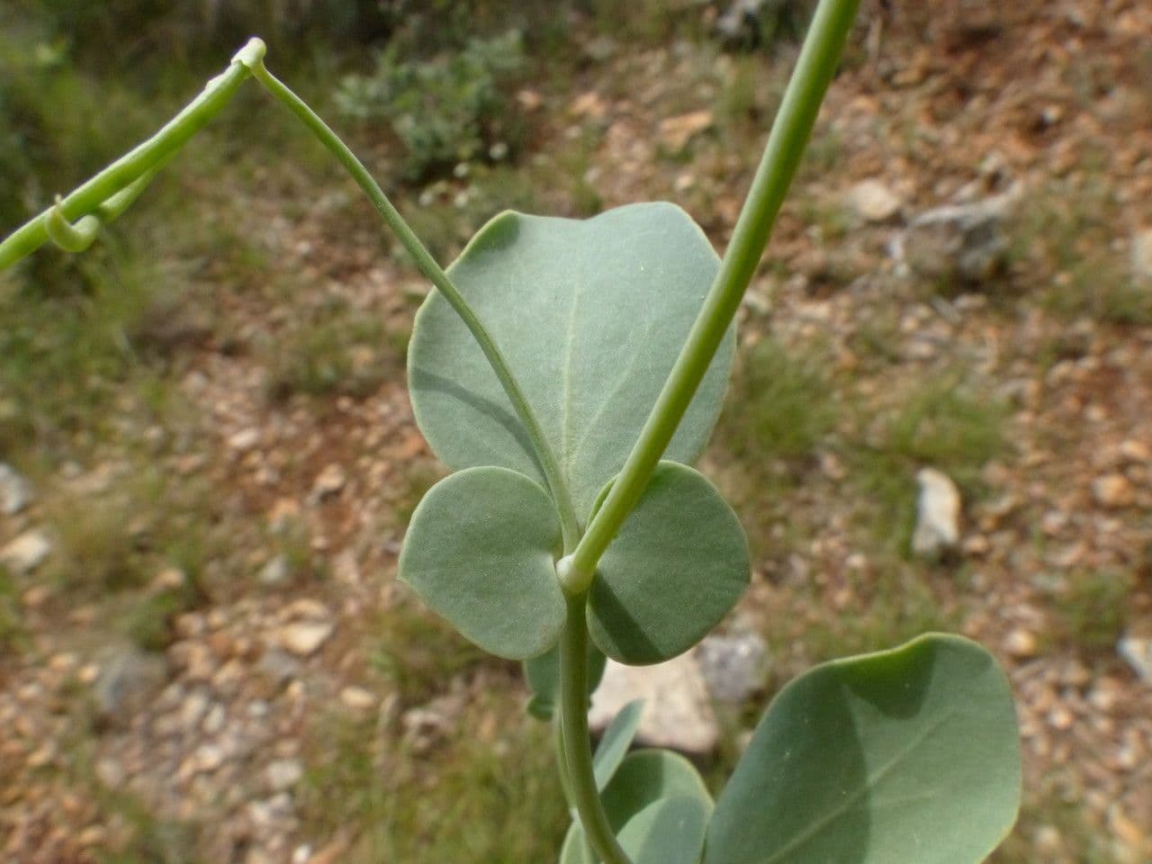 Alacranera 23