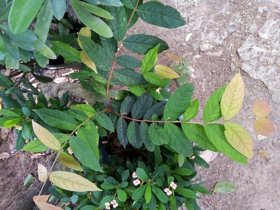Eugenia 12