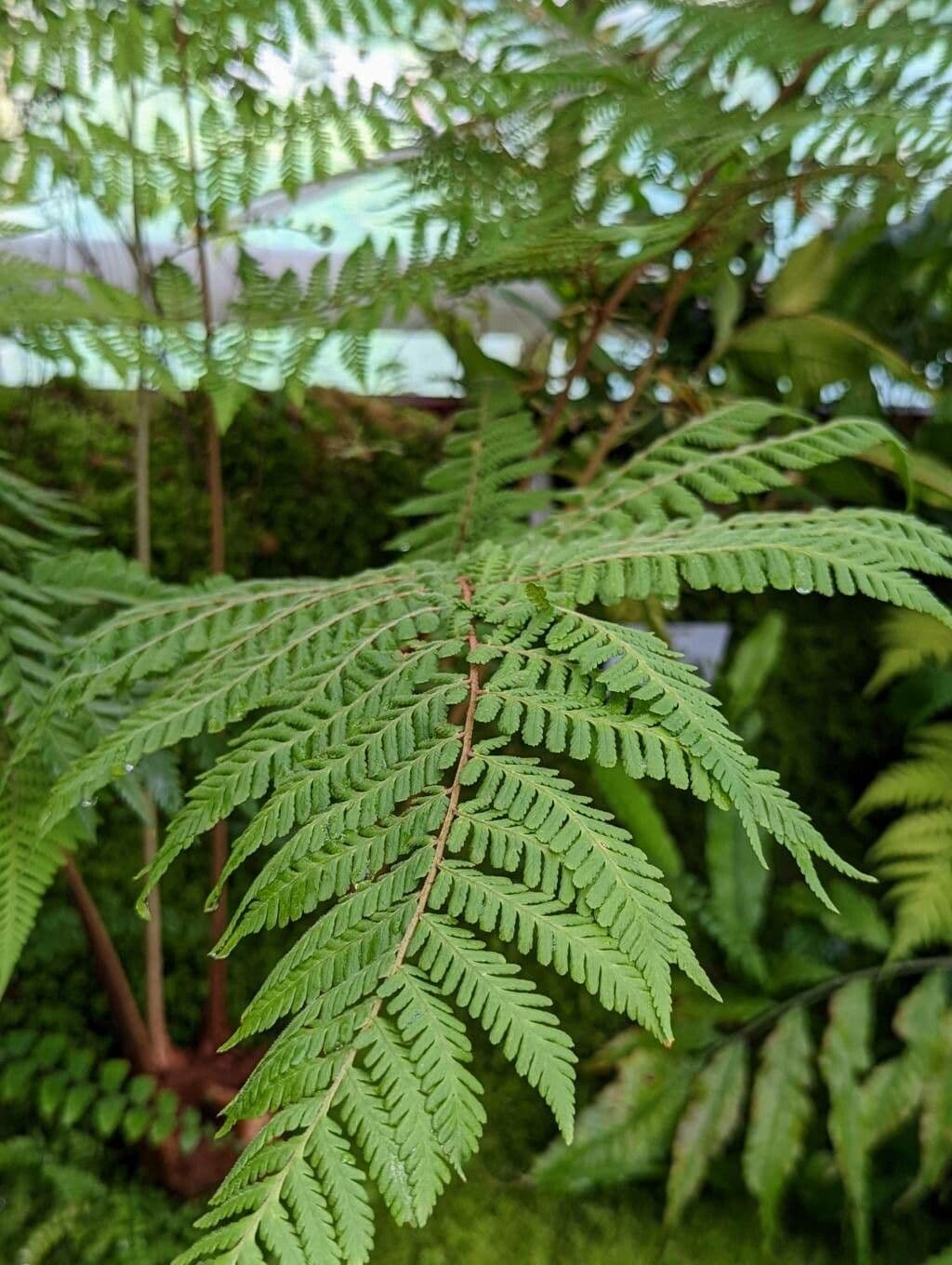 Pleocnemia 5