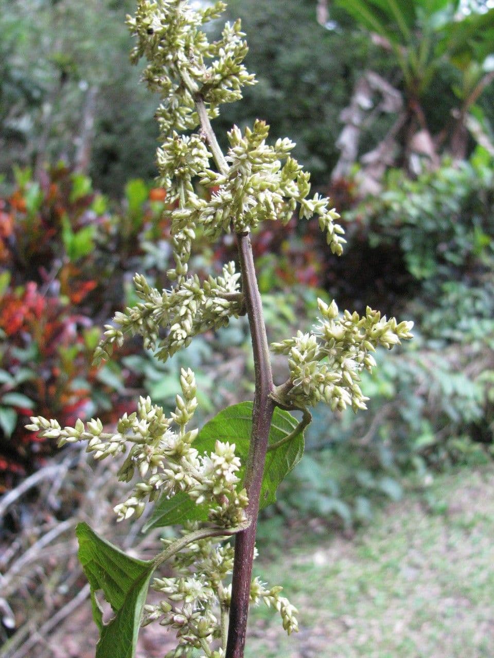 Chamissoa 5