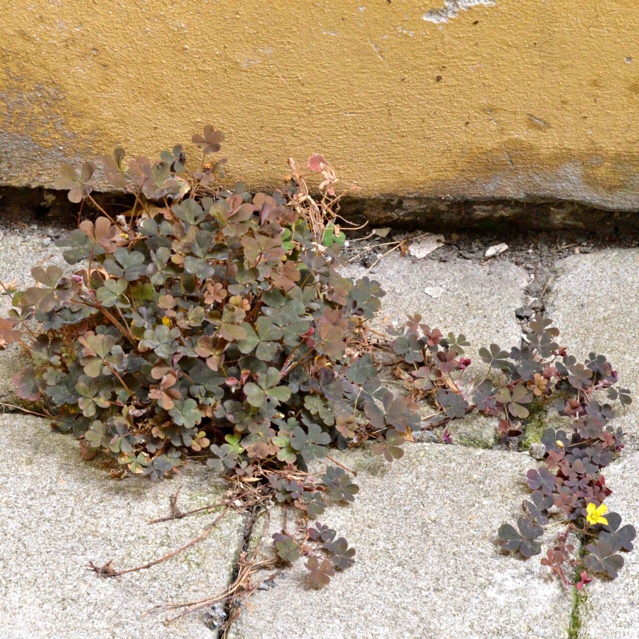 Ossalide corniculata 27