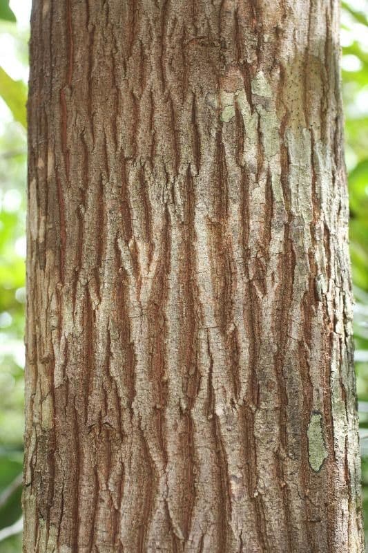 Byrsonima 3