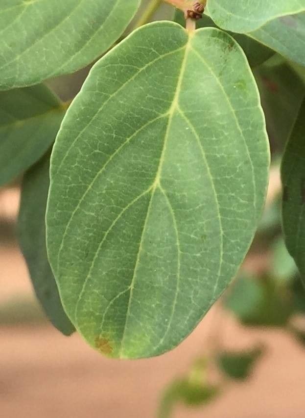 Berchemia zeyheri 7