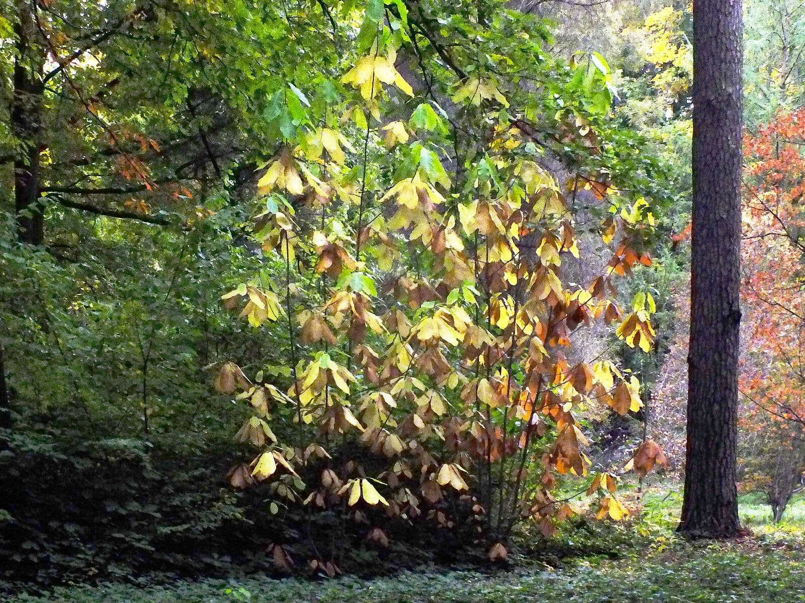 Magnolia obovata 5