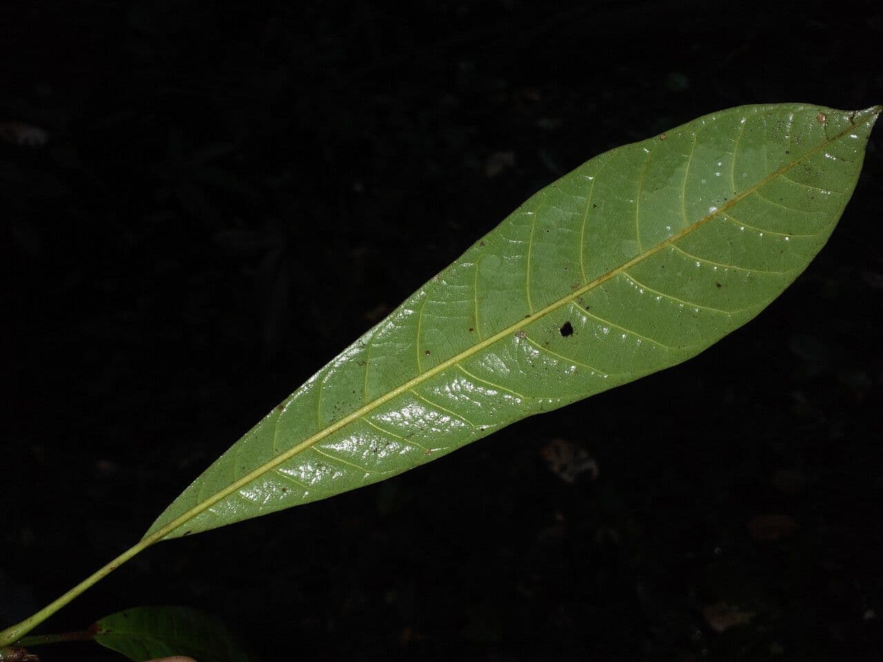 Pouteria guayanensis 4