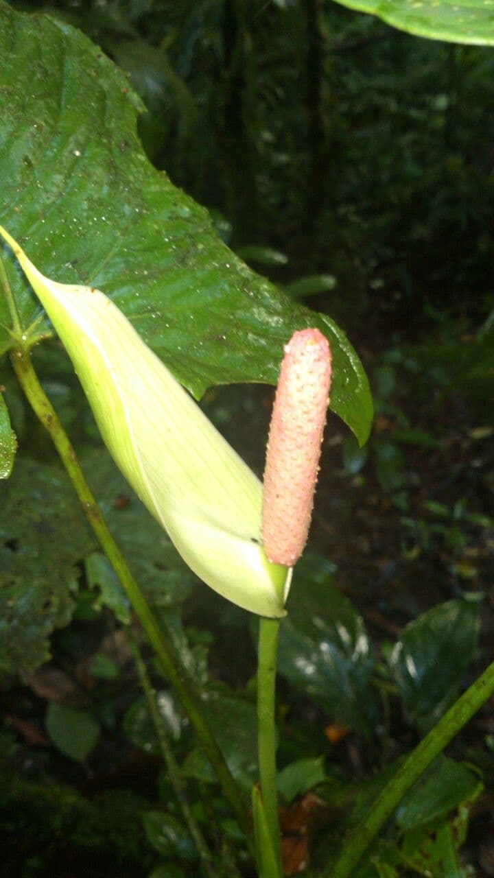 Kalla 3