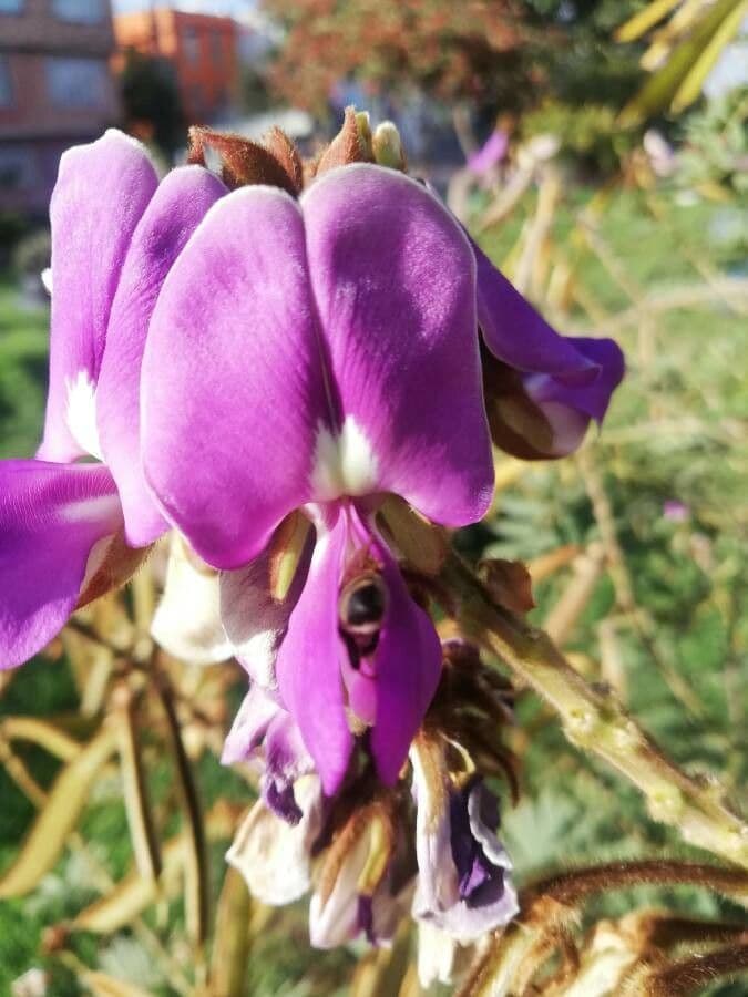Tephrosia vogelova 6