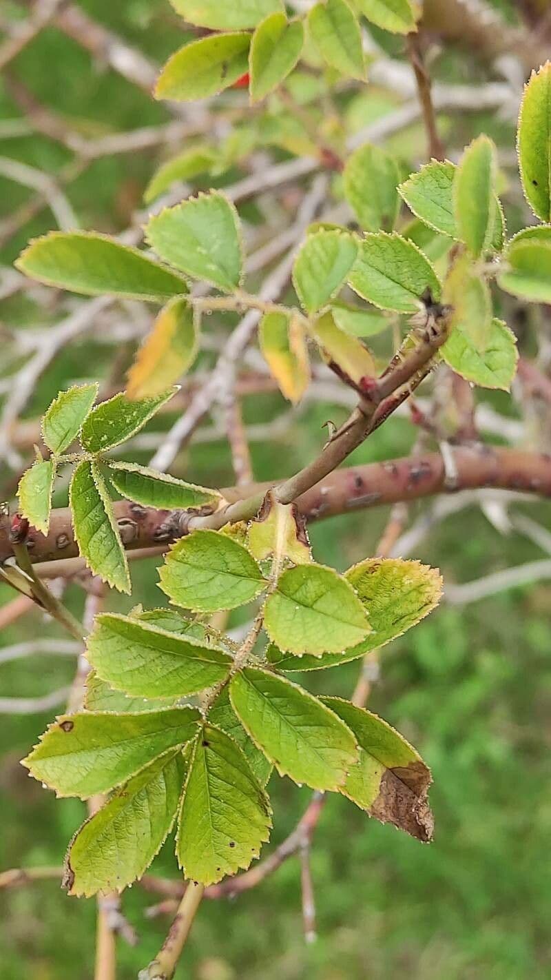Rosa 5