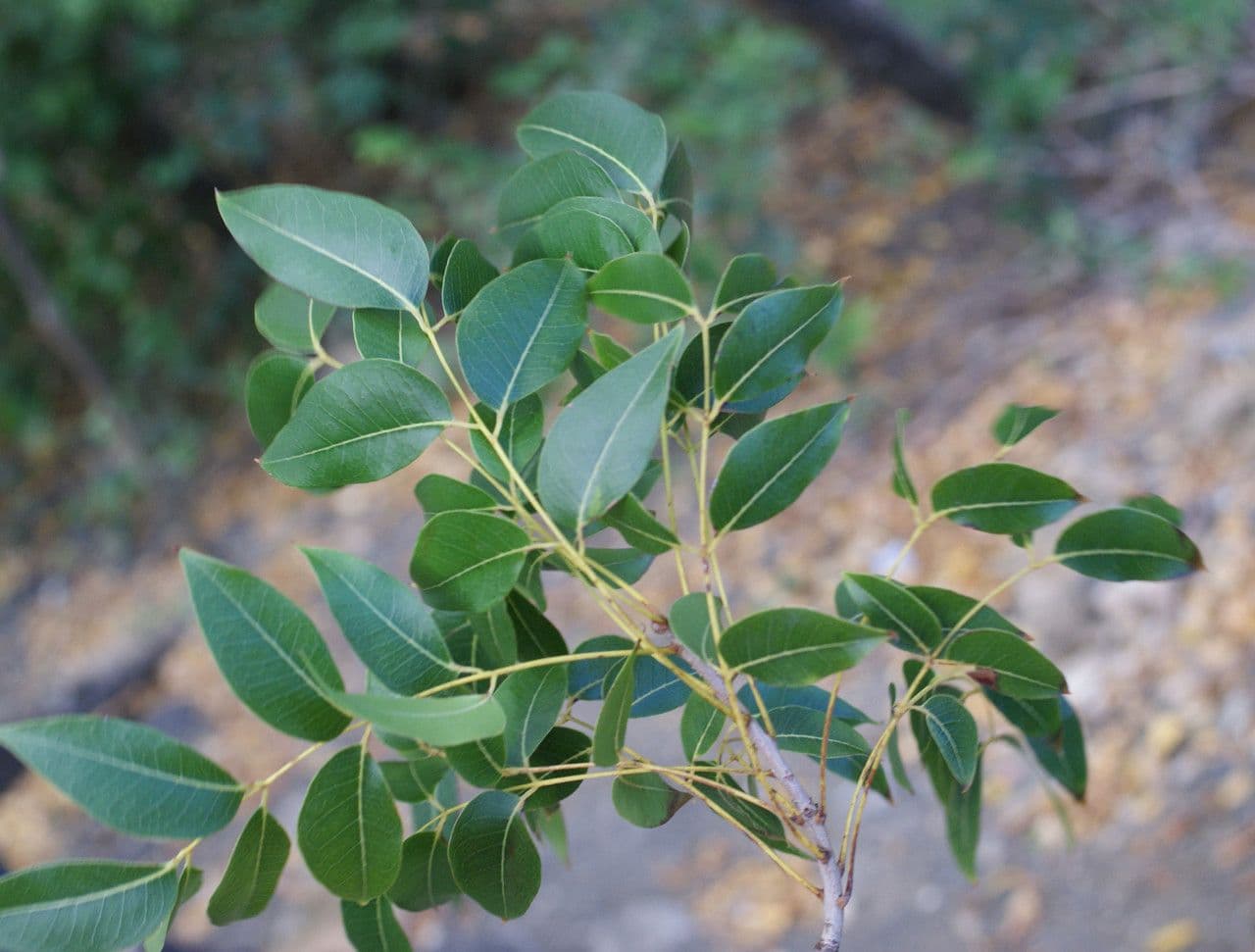 Lonchocarpus 13