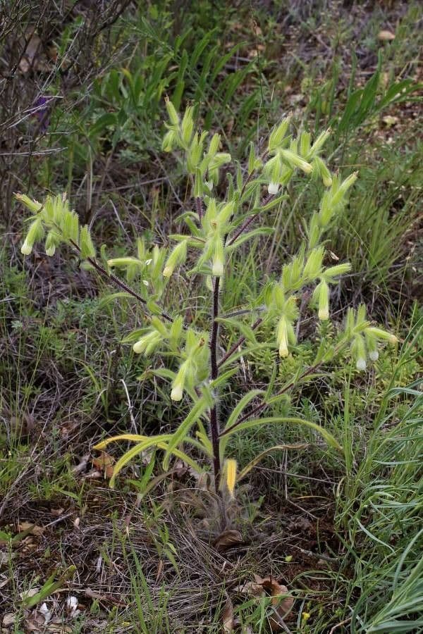 Onosma 4