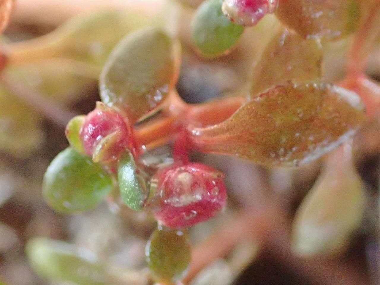 Elatine hexandra