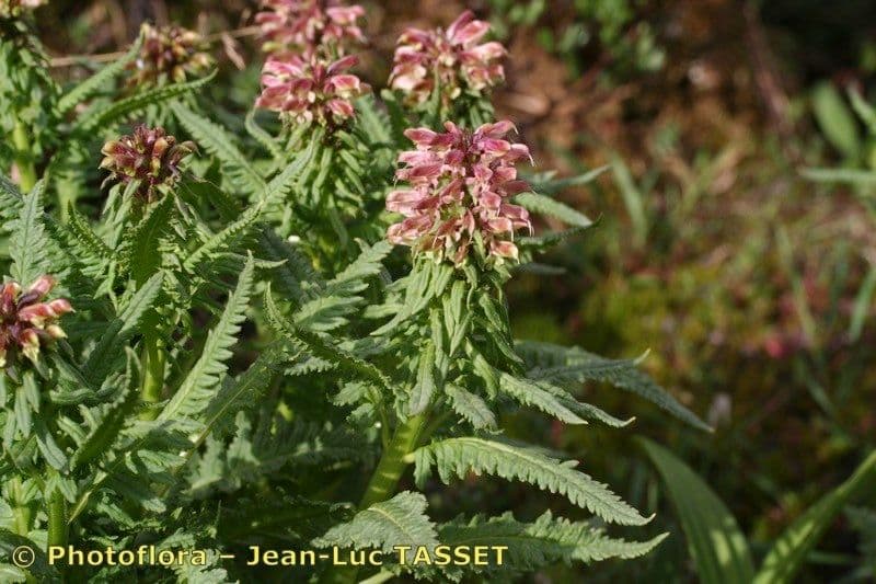 Pedicularis senza becco 22