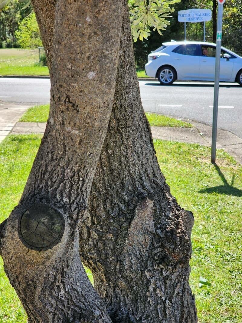 Banksia integrifolia 23