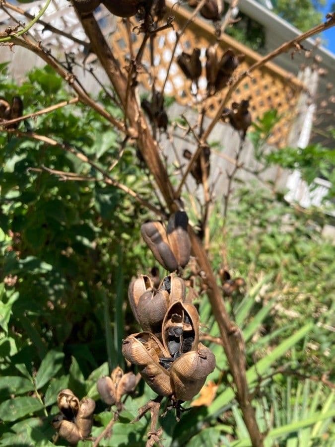 Arkansas-Yucca 2