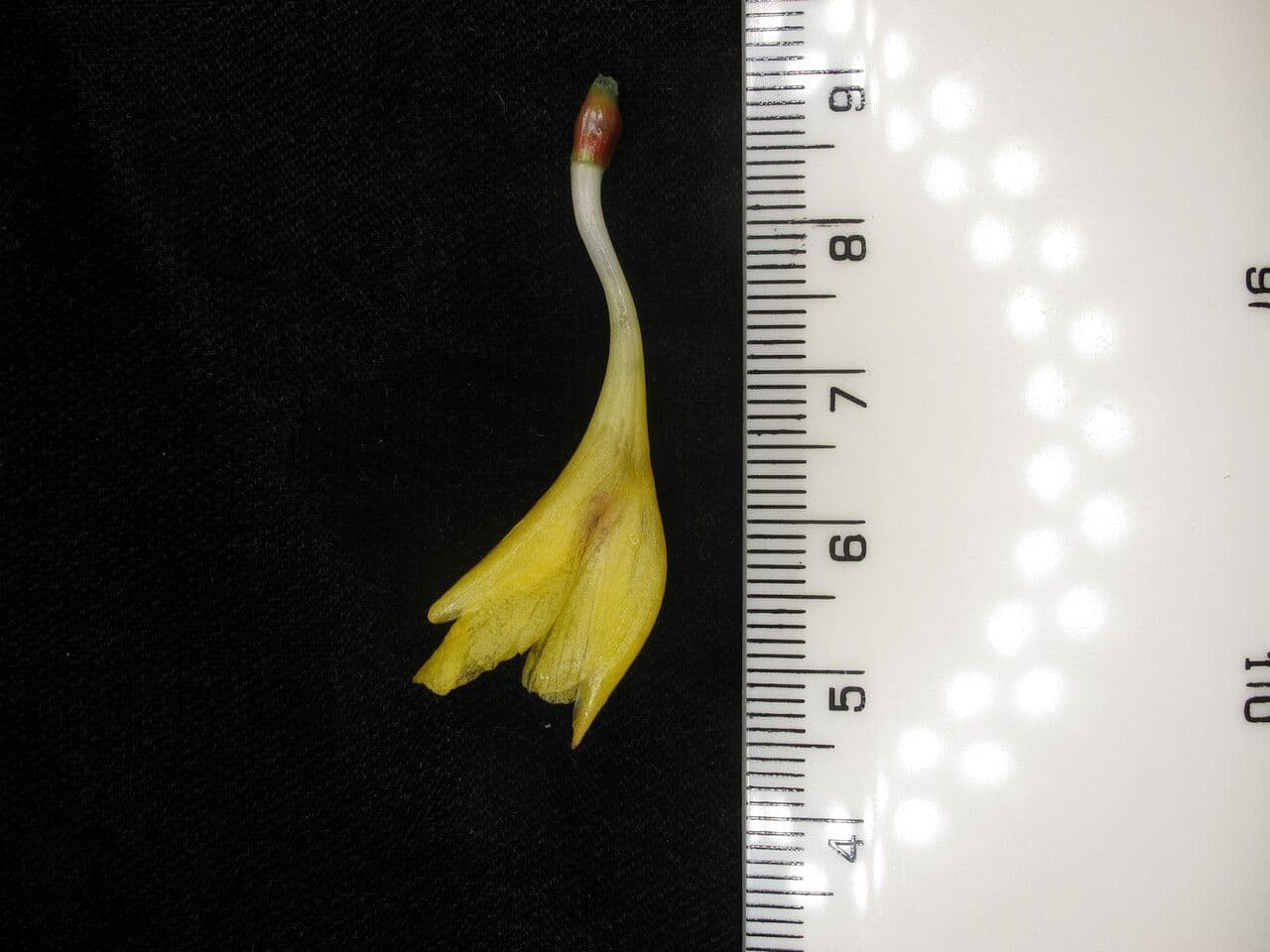 Cautleya 14