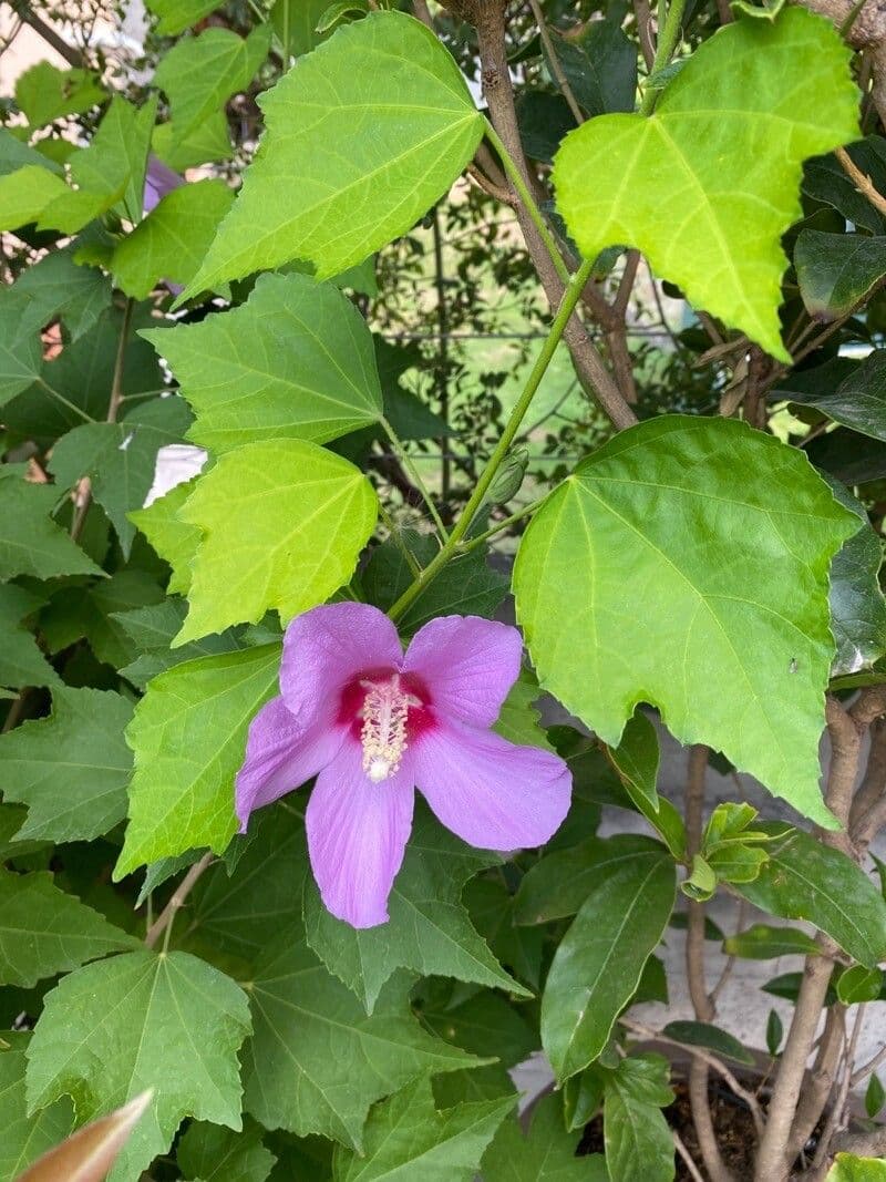 Hibiskus syryjski 3
