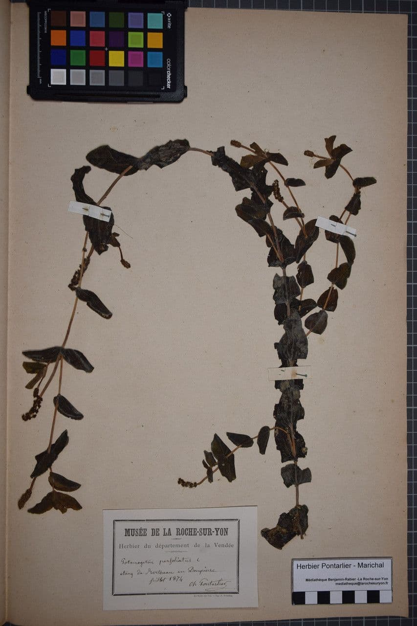 Brasca perfoliata 23