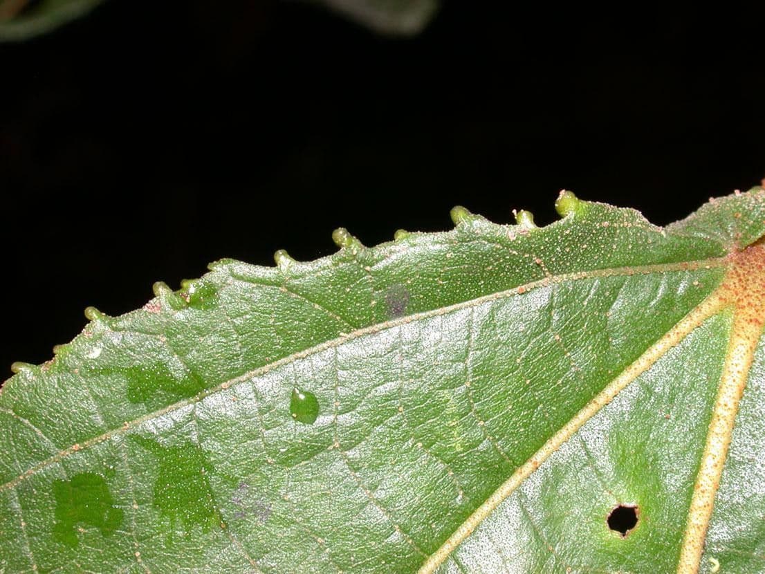 Heliocarpus 20