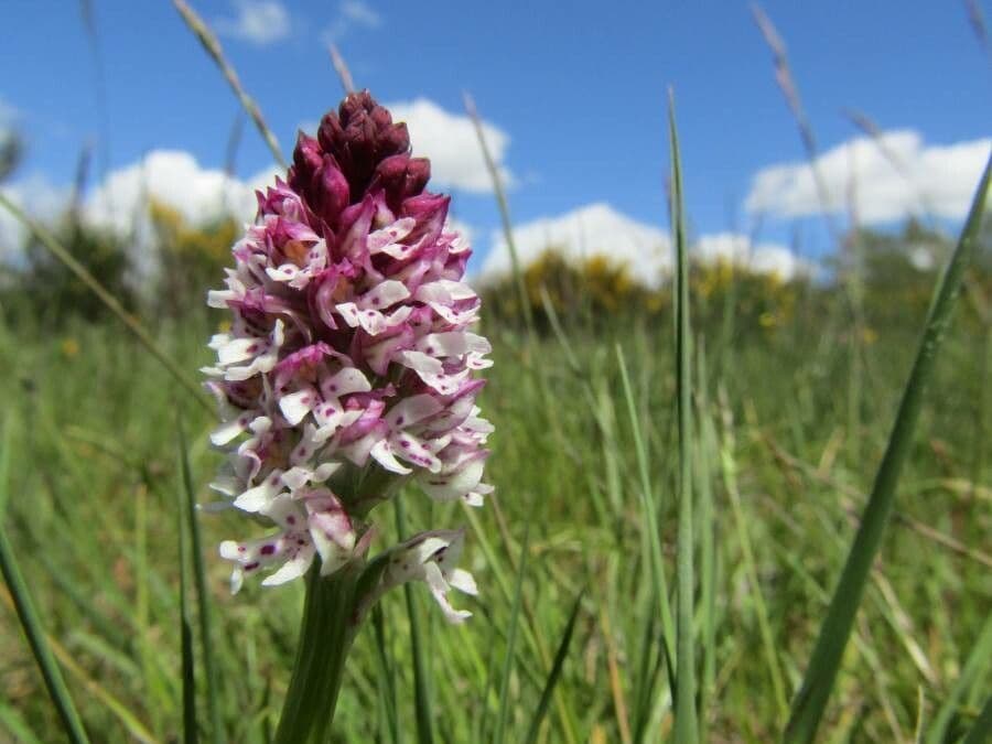 Orchide bruciacchiata 6