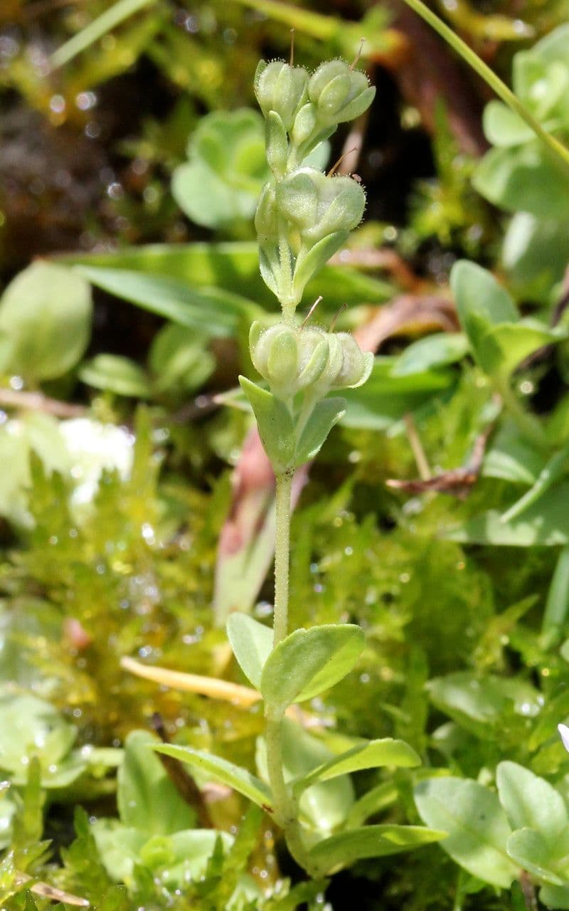 Veronica serpilifolia 3
