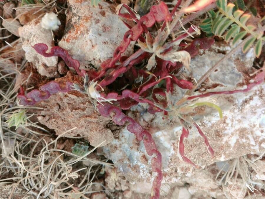 Hippocrepis