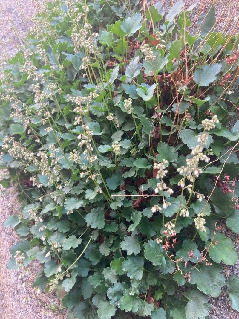 Alumroot de Merriam 7