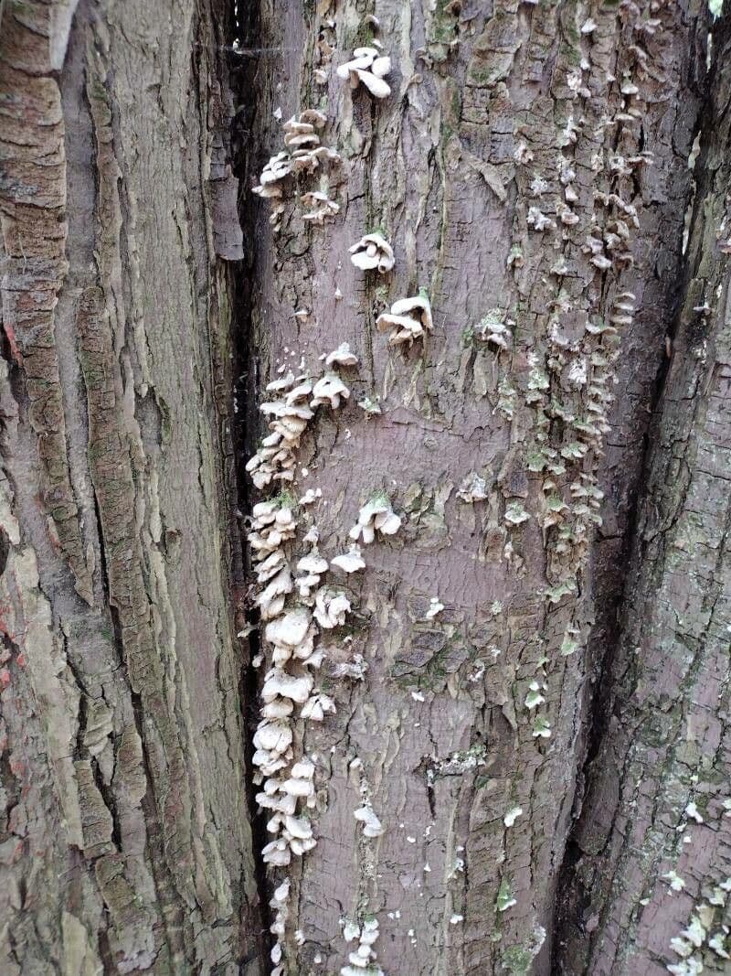 Afrocarpus falcatus 15