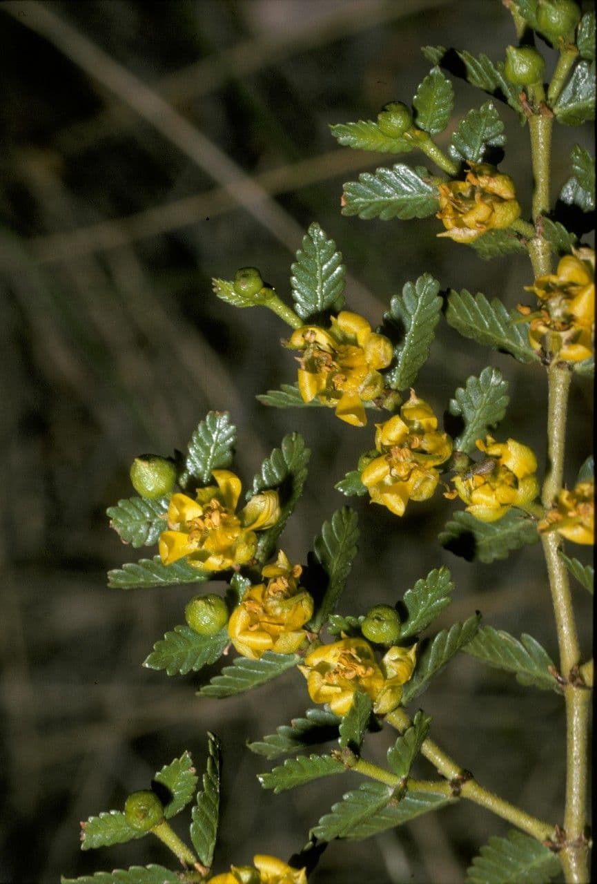 Larrea 6