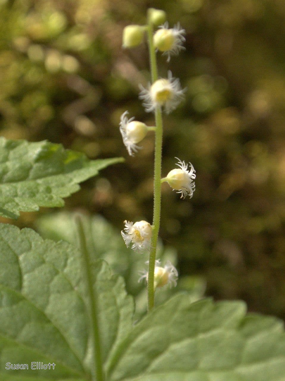 Mitella diphylla 5
