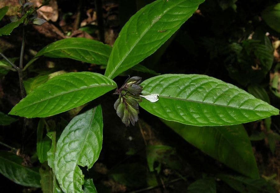 Herpetacanthus 6