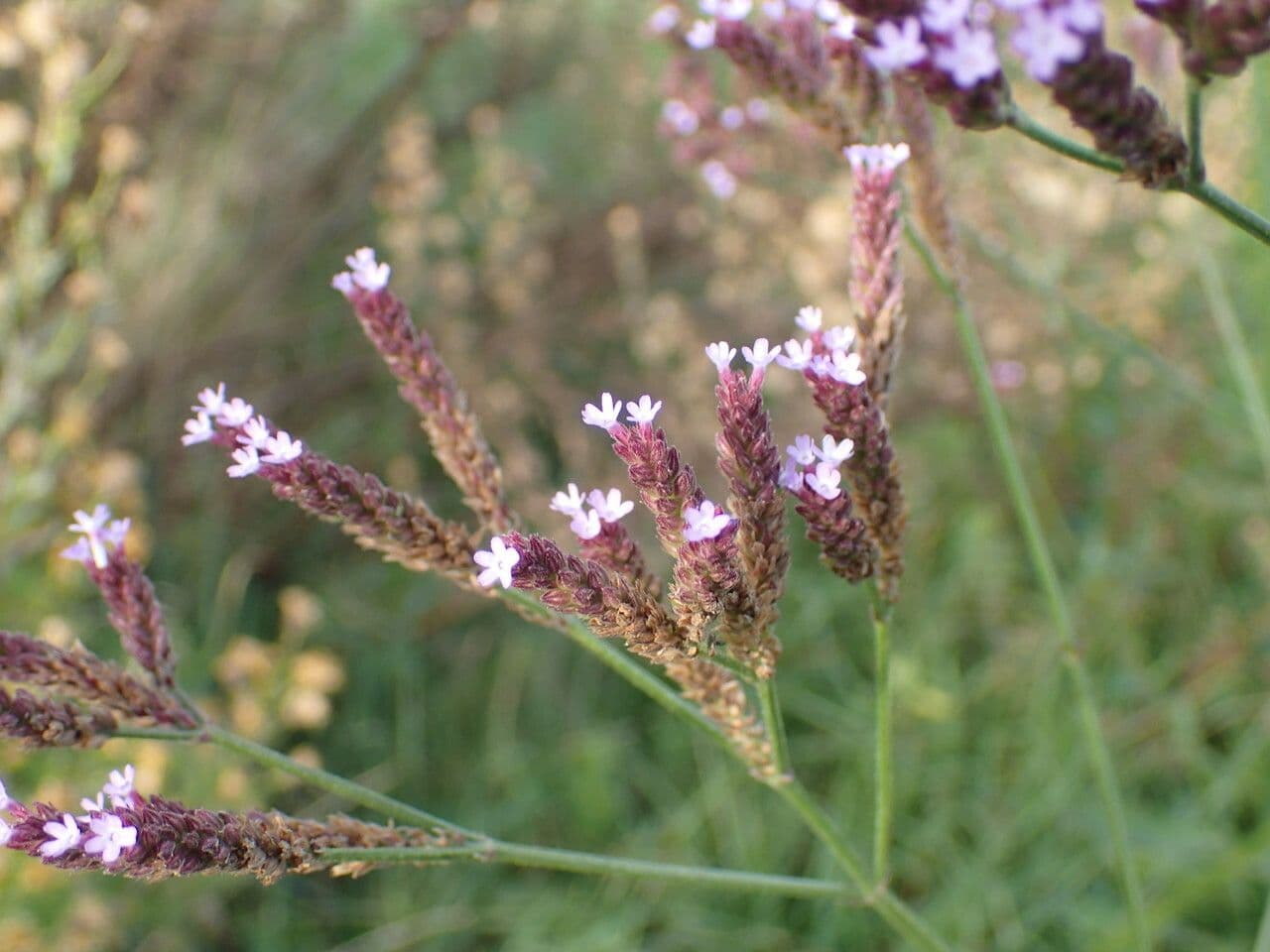 Verbena 6
