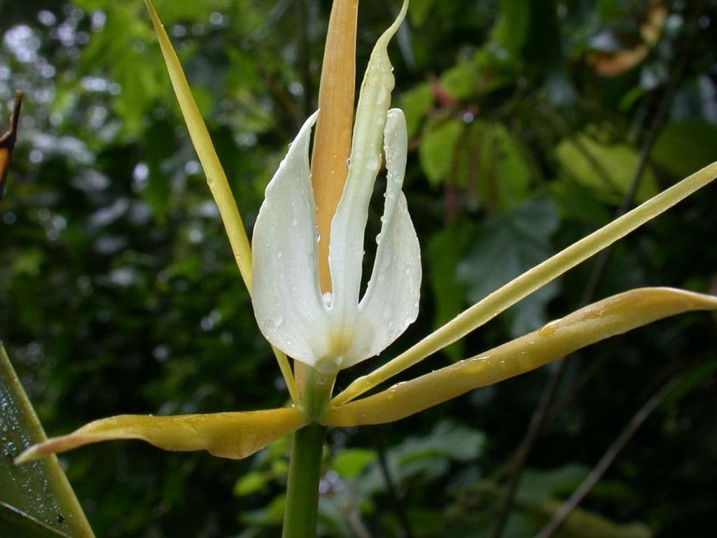 Orchidée nocturne 21
