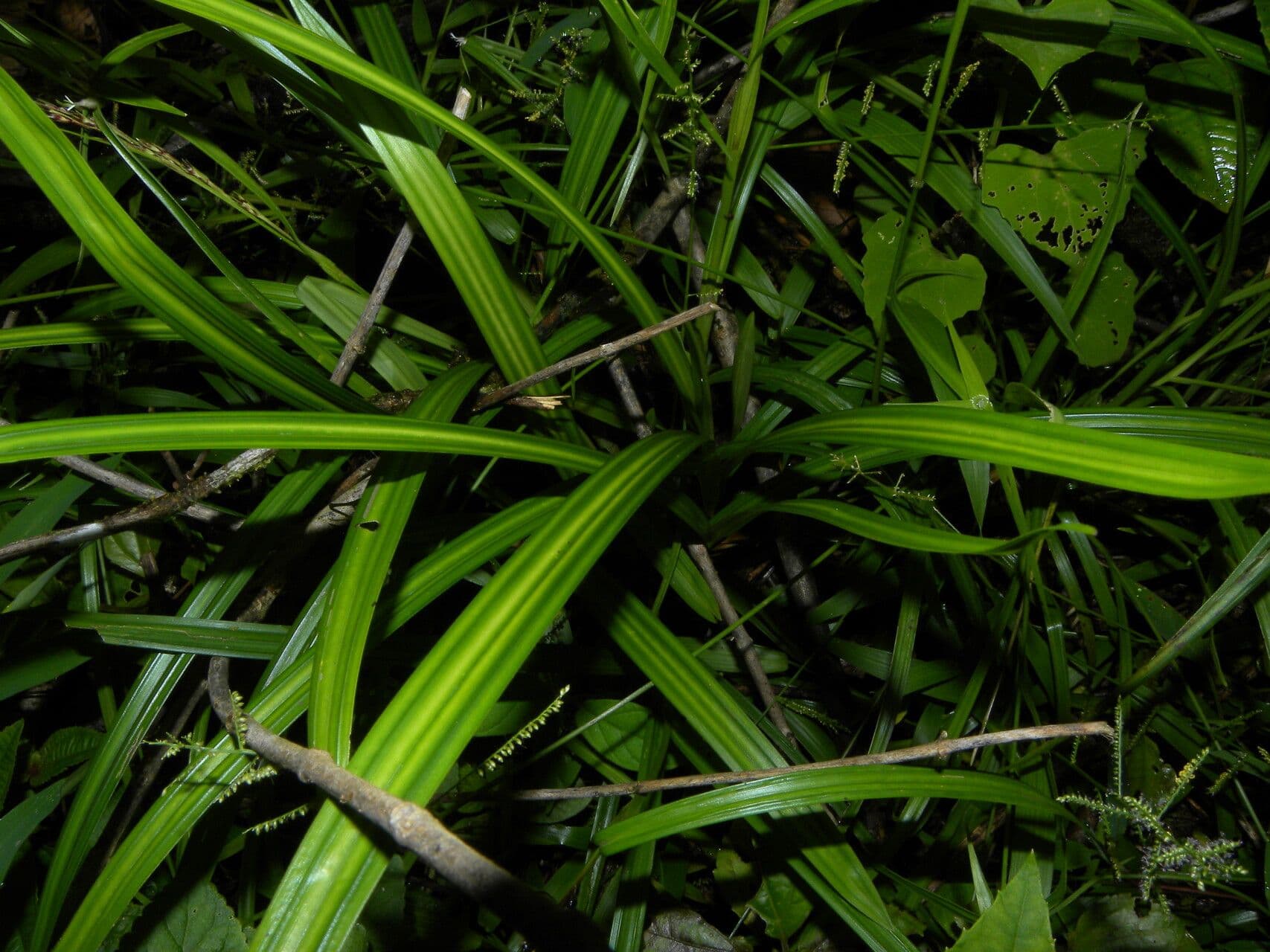 Scleria
