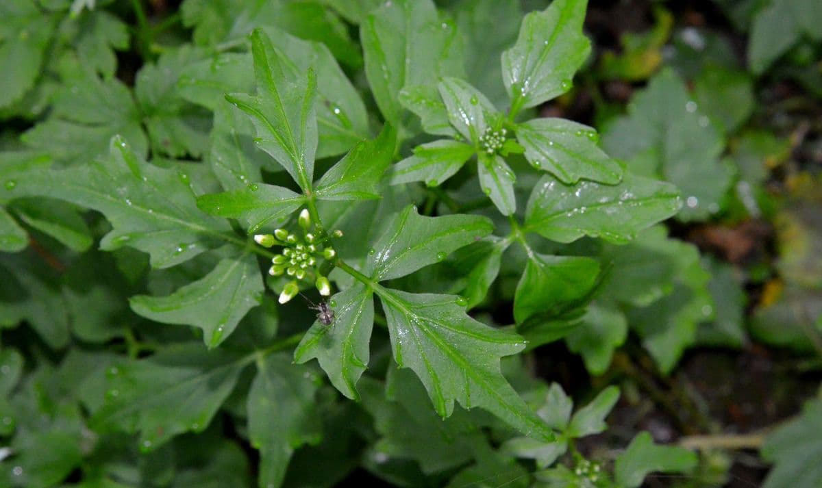 Cardamine angulata 4