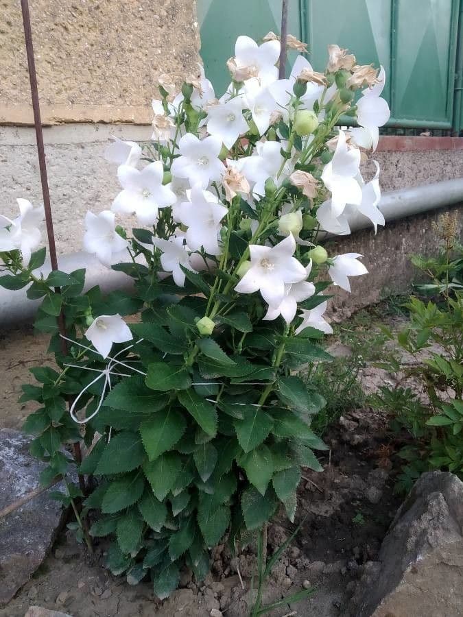 Platycodon à grandes fleurs 11
