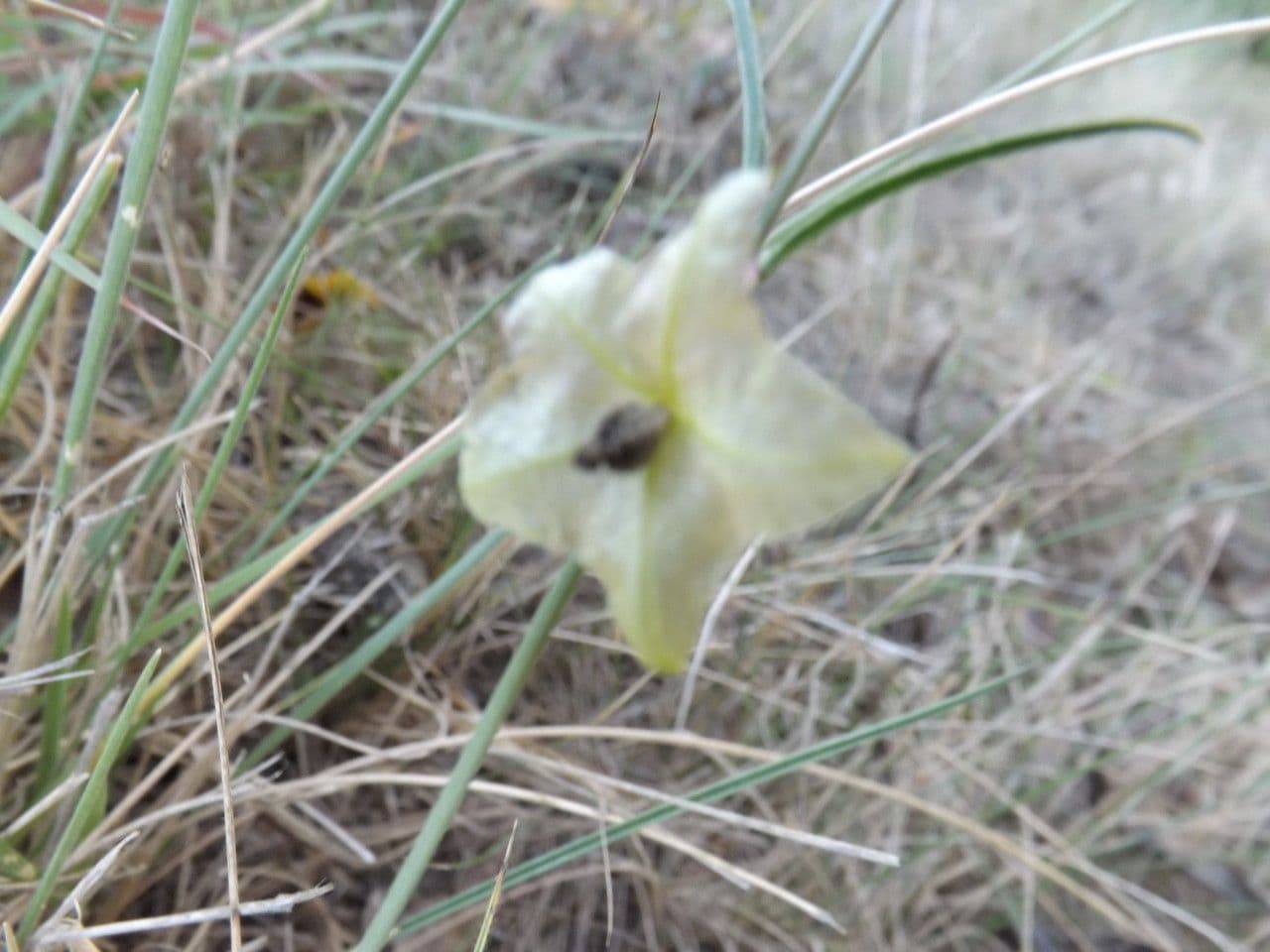 Mirabilis