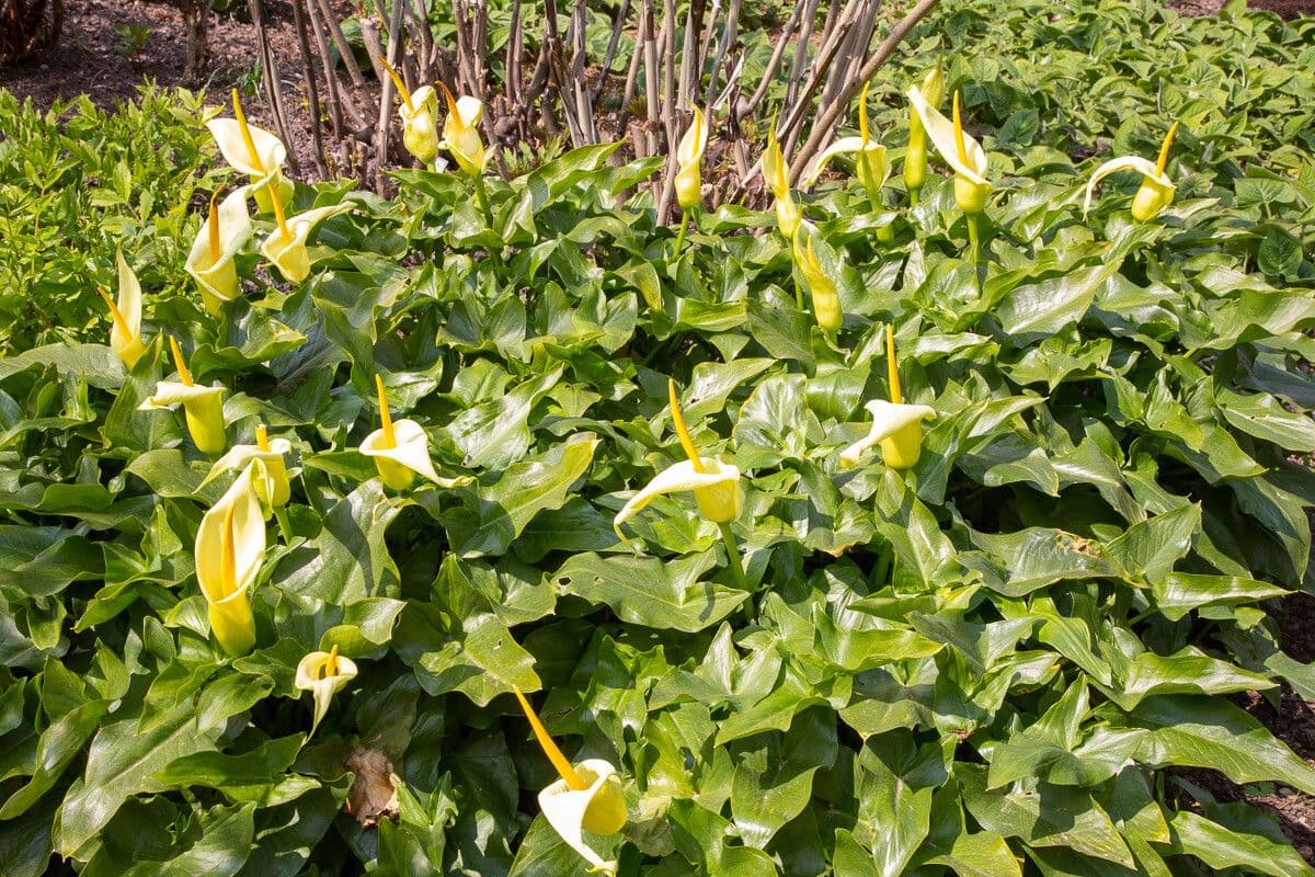 Arum 2